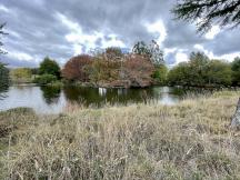 Forested - lake edge