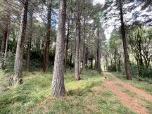 Track through young redwoods