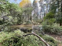 Forested Wetland 