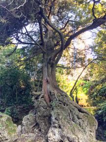 Maraetotara Tree 