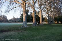 Frimley Park Plane Trees  